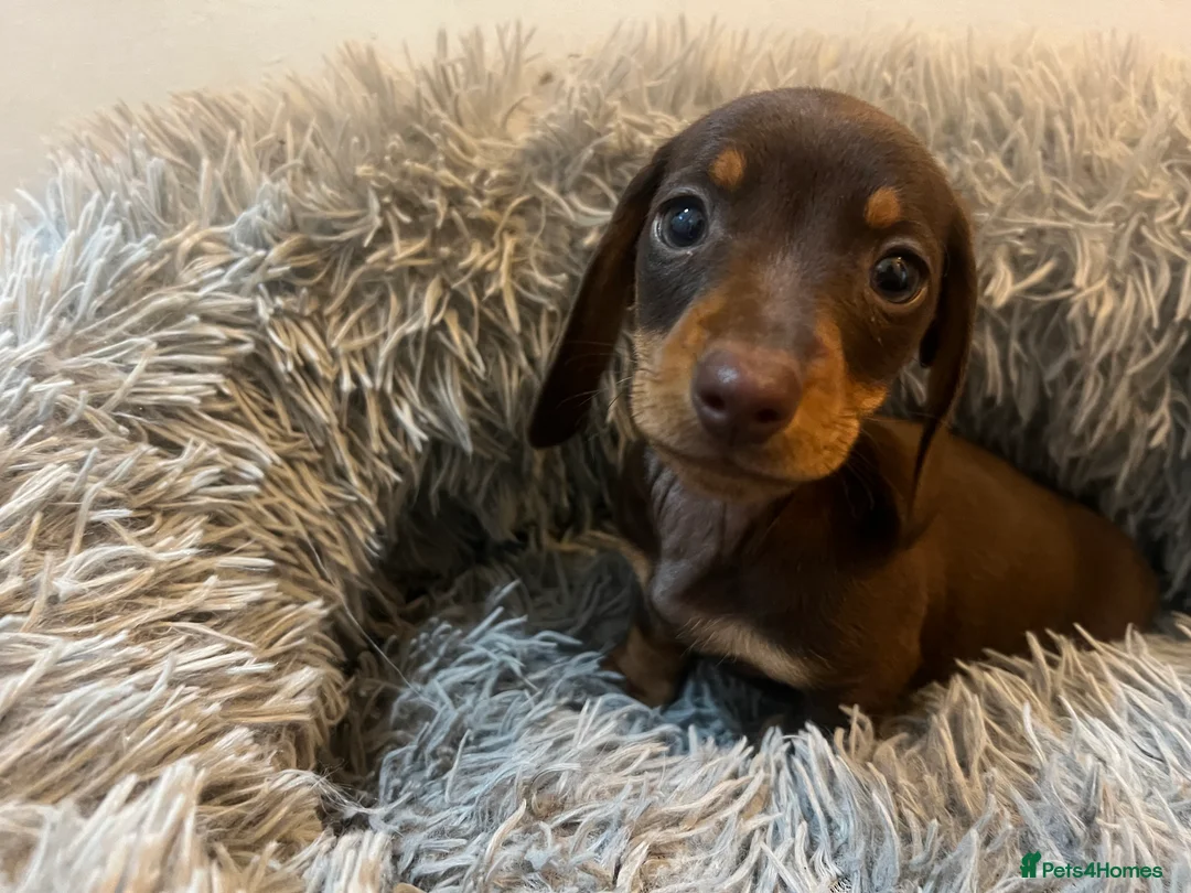 Miniature Dachshund dogs for sale: Stunning miniature dachshund puppies  - Advert 2