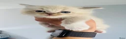 Ragdoll cats for sale: Full pedigree Champion line Ragdoll kittens ❤️😻 - Advert 9
