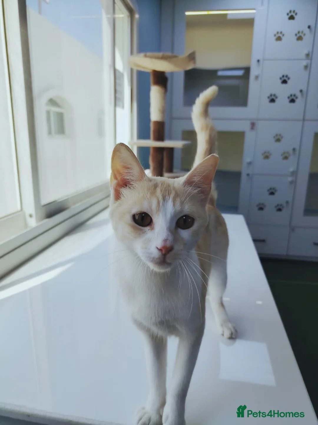 Mixed Breed cats for adoption: [Indoors Only] Honey - Affectionate sweetheart - Advert 3