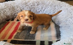 Cocker Spaniel dogs for sale: Outstanding cocker spaniel pups - Image 3