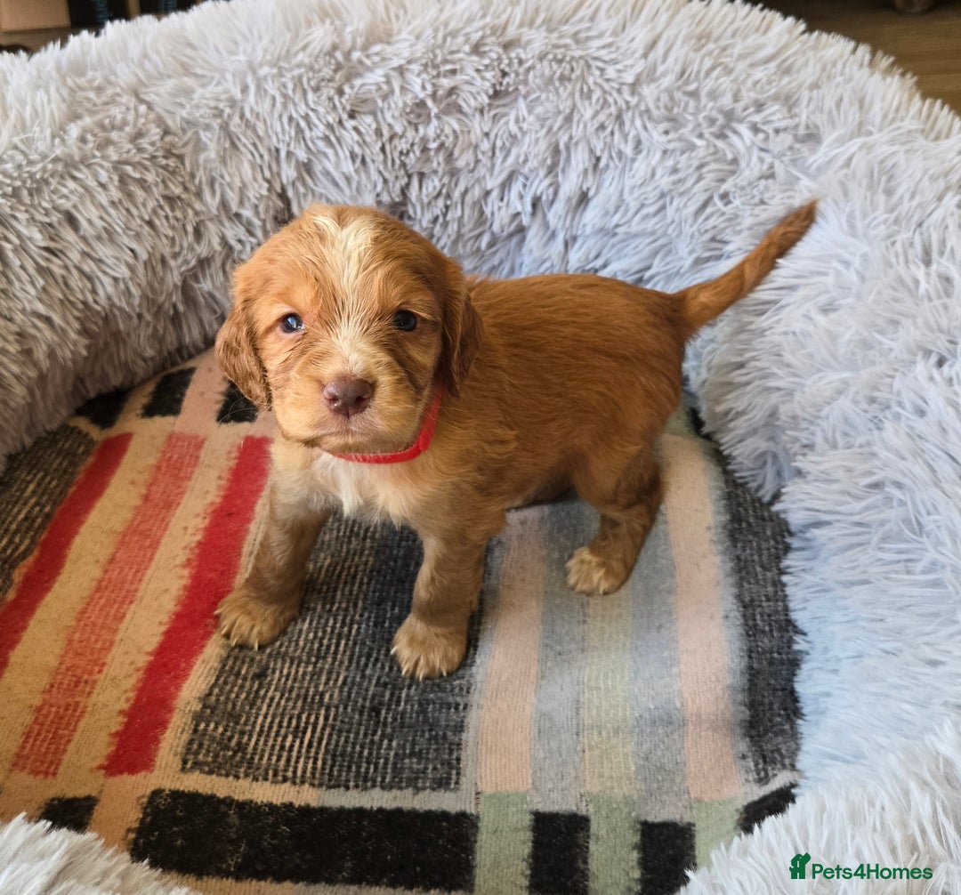 Cocker Spaniel dogs for sale: Outstanding cocker spaniel pups - Image 3