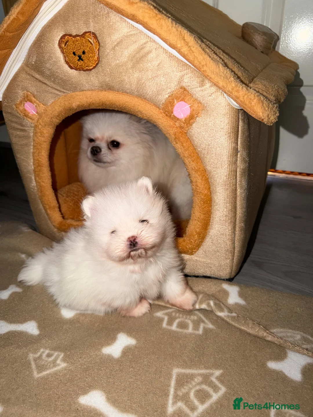 Pomeranian dogs for sale: Gorgeous White Teddy Bear Pomeranian Puppies  - Advert 10