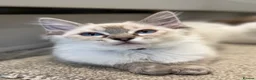 Ragdoll cats for sale: 💖 Stunning Ragdoll Kittens GCCF LAST ONE (Girl) - Advert 25