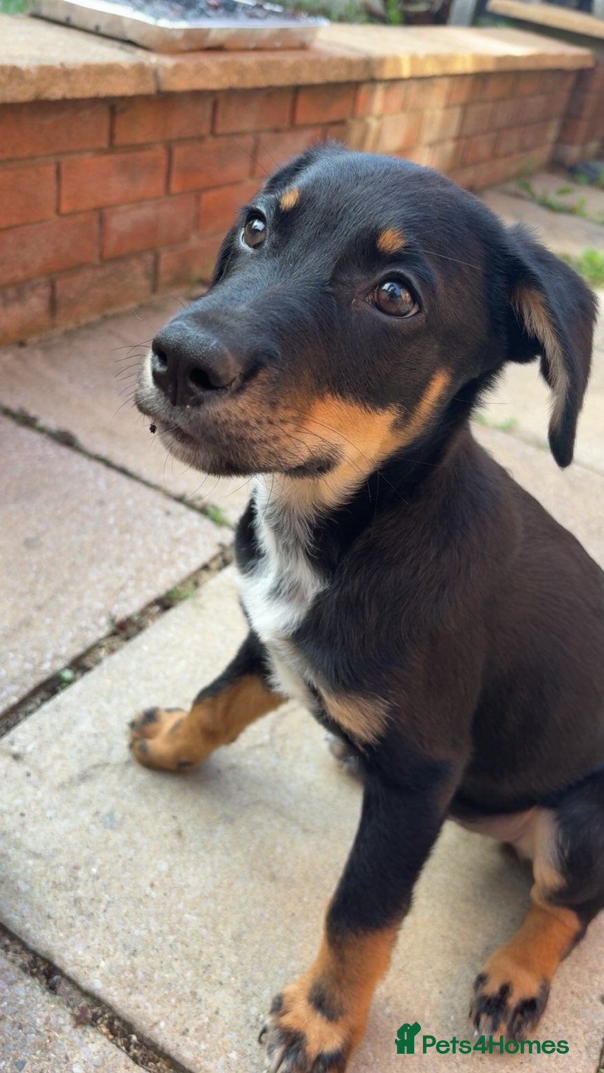Mixed Breed dogs Rottweiler x Dalmatian x German shepherd  - Advert 1