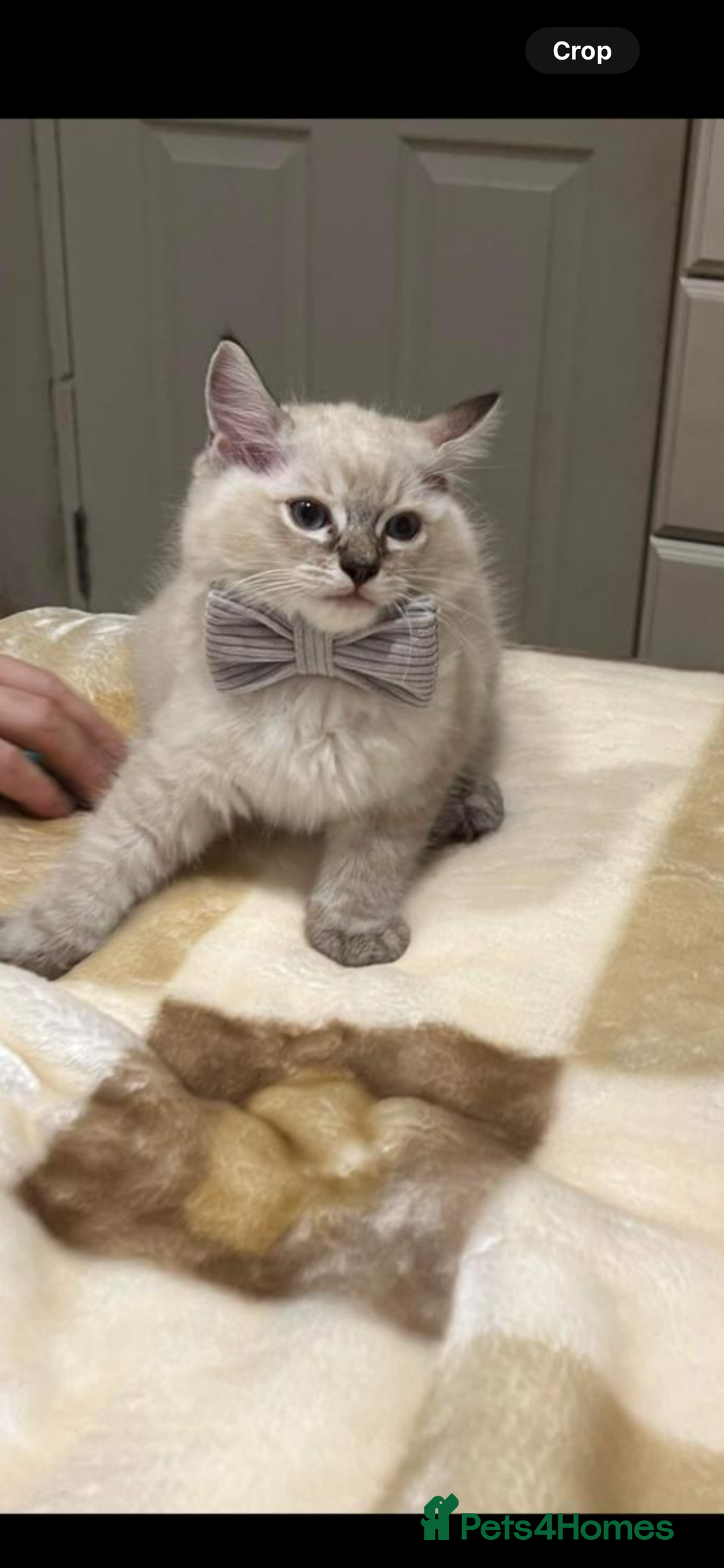 Ragdoll cats for sale: Stunning GCCF reg ragdoll kittens available now  - Image 21