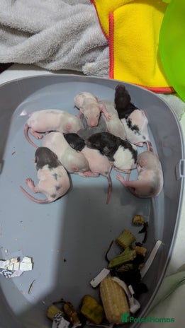Rat rodents - Advert 6