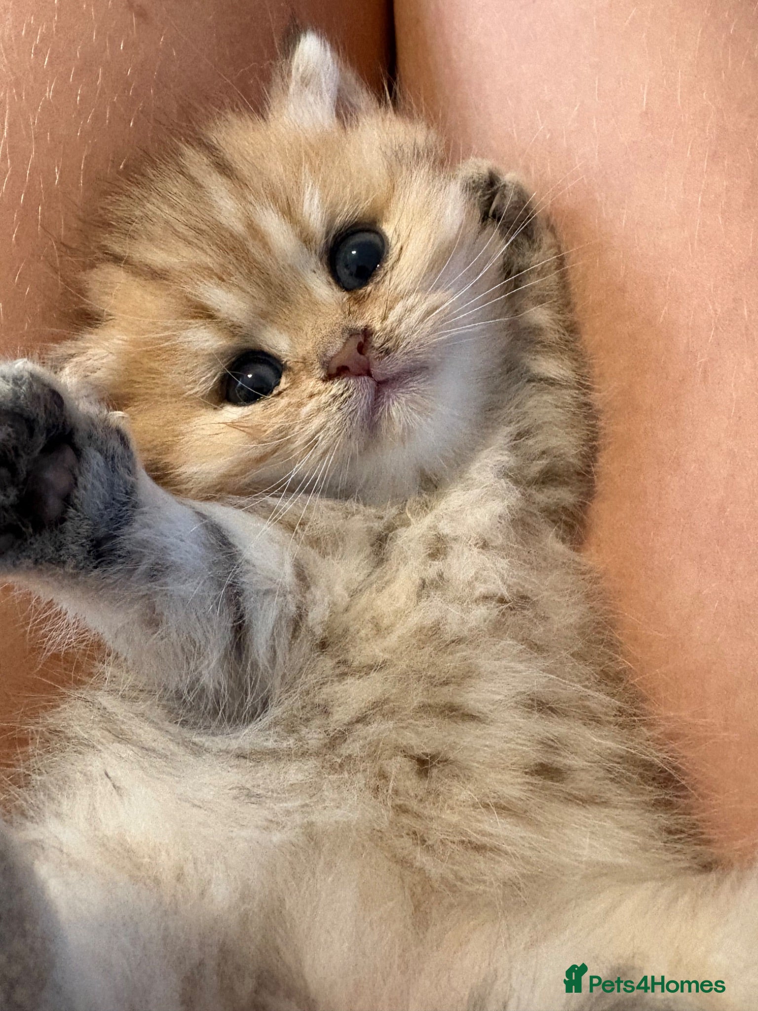 British Shorthair cats BEAUTIFUL GOLDEN BSH KITTENS AVAILABLE TO RESERVE - Advert 2