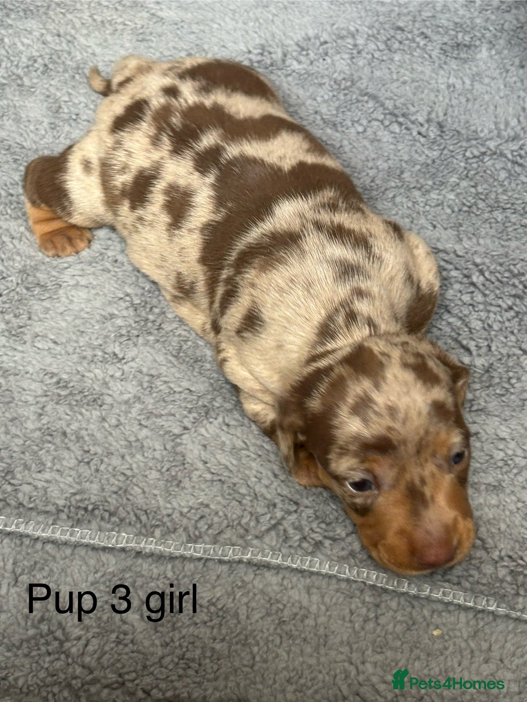 Dachshund dogs for sale: Miniature short haired Dapple dachshund puppies - Image 9