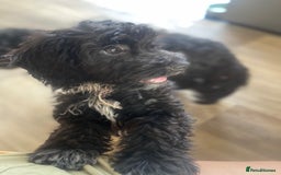 Cockapoo dogs for sale: Black and white female cockapoo five months old  - Image 5