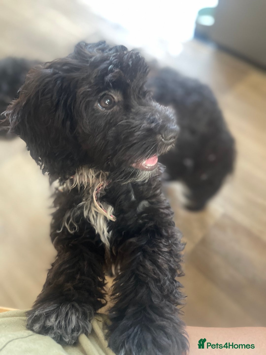 Cockapoo dogs for sale: Black and white female cockapoo five months old  - Image 5