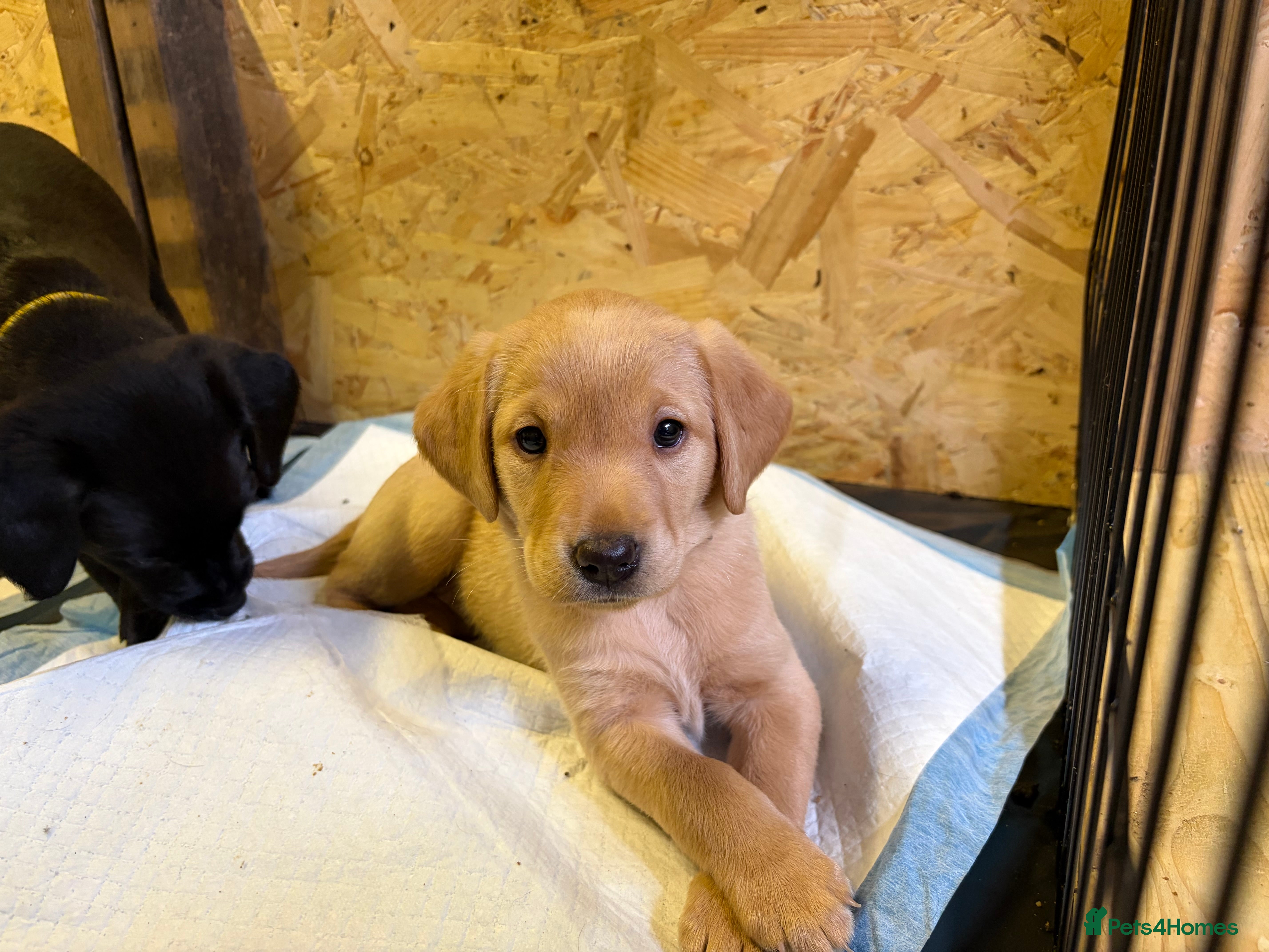 Labrador Retriever dogs Pure stunning Labrador Pups - Advert 2
