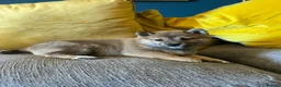 Japanese Shiba Inu dogs for sale: Pure bred Shiba Inu Puppies - Advert 5