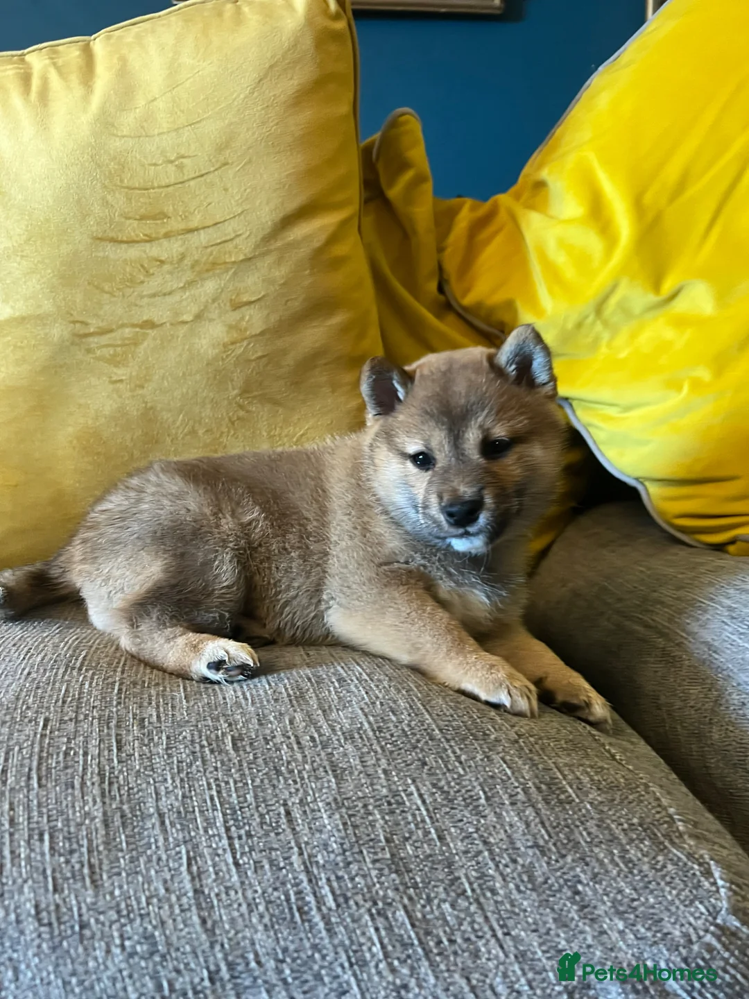 Japanese Shiba Inu dogs for sale: Pure bred Shiba Inu Puppies - Advert 5