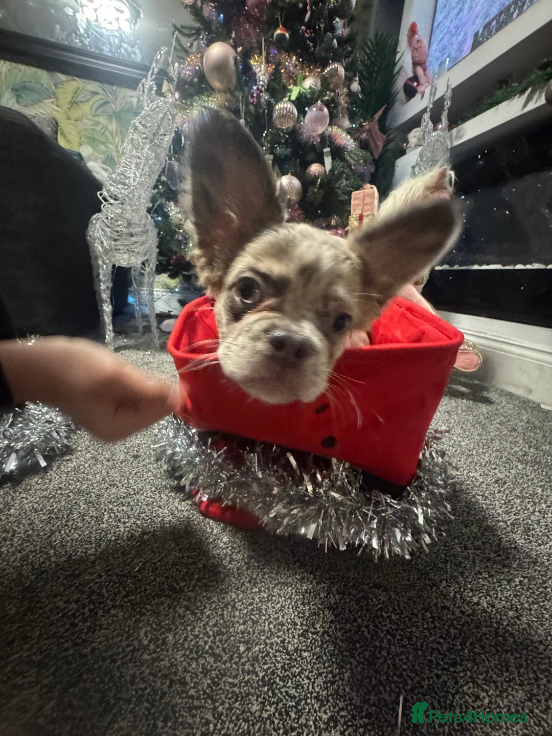 French Bulldog dogs for sale: KC registered! Fluffy frenchies PRICE DROPPED  - Advert 28