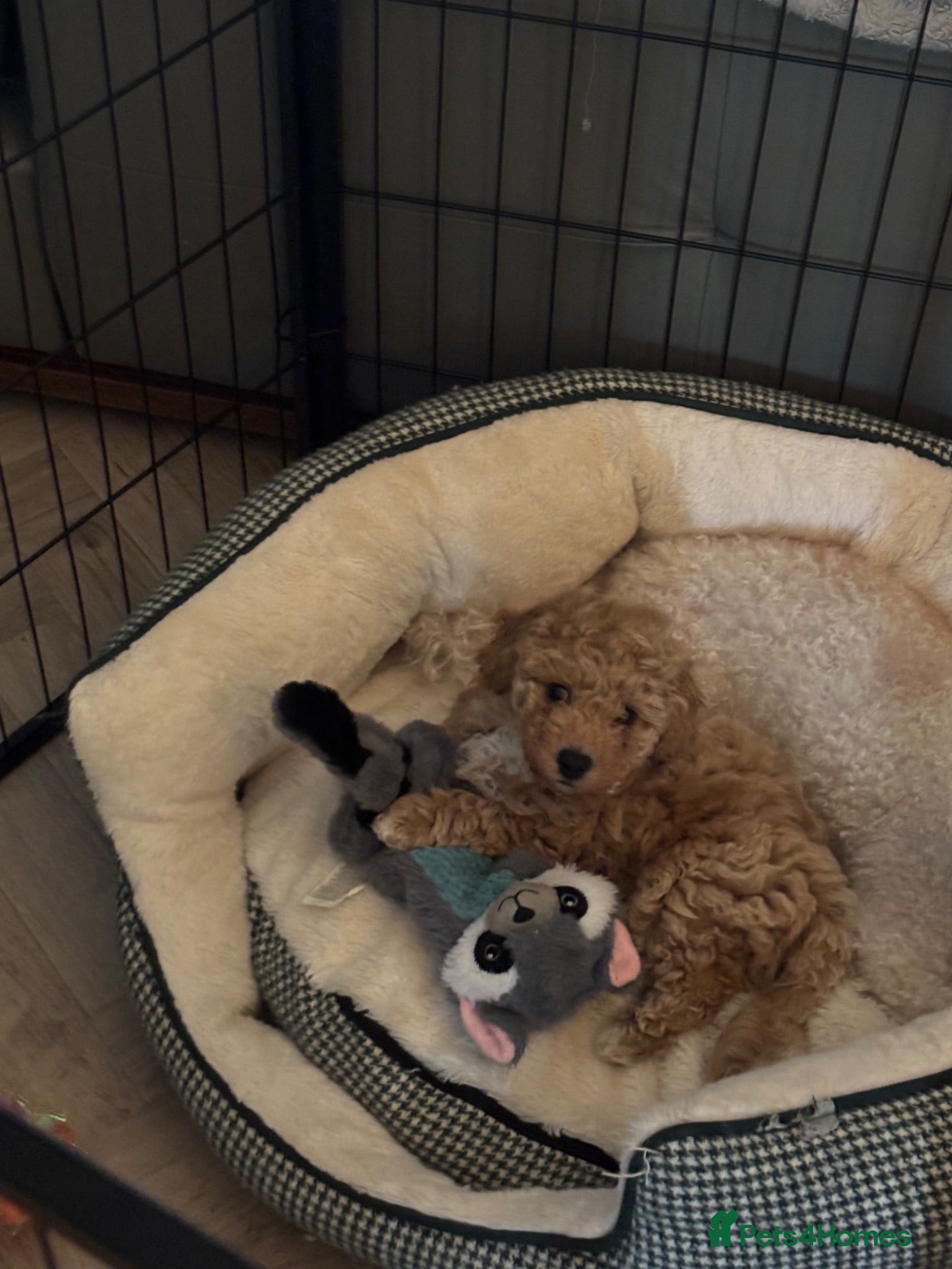 Poochon dogs 💛GOLDEN POOCHON in CHESHIRE ready now  - Advert 2