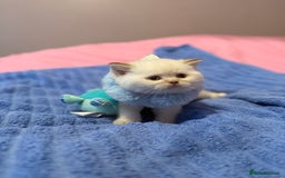 British Shorthair cats for sale: Quality British Shorthair kittens  - Image 7