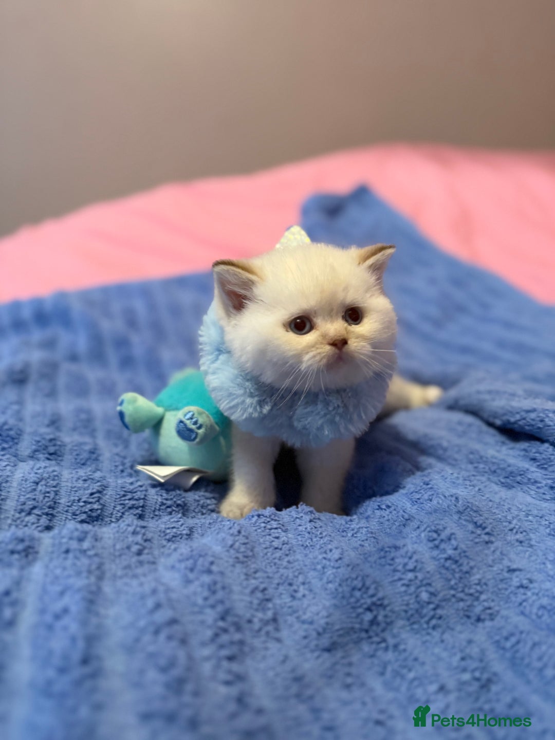 British Shorthair cats for sale: Quality British Shorthair kittens  - Image 7