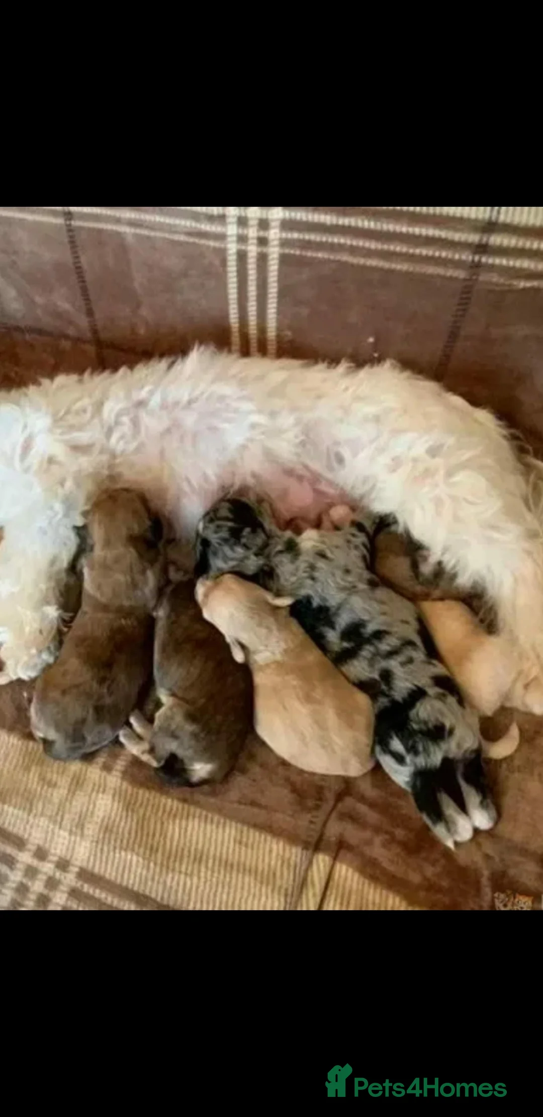 Miniature Poodle dogs for stud: Proven Chocolate Merle Poodle available for stud in Saint Austell - Advert 8