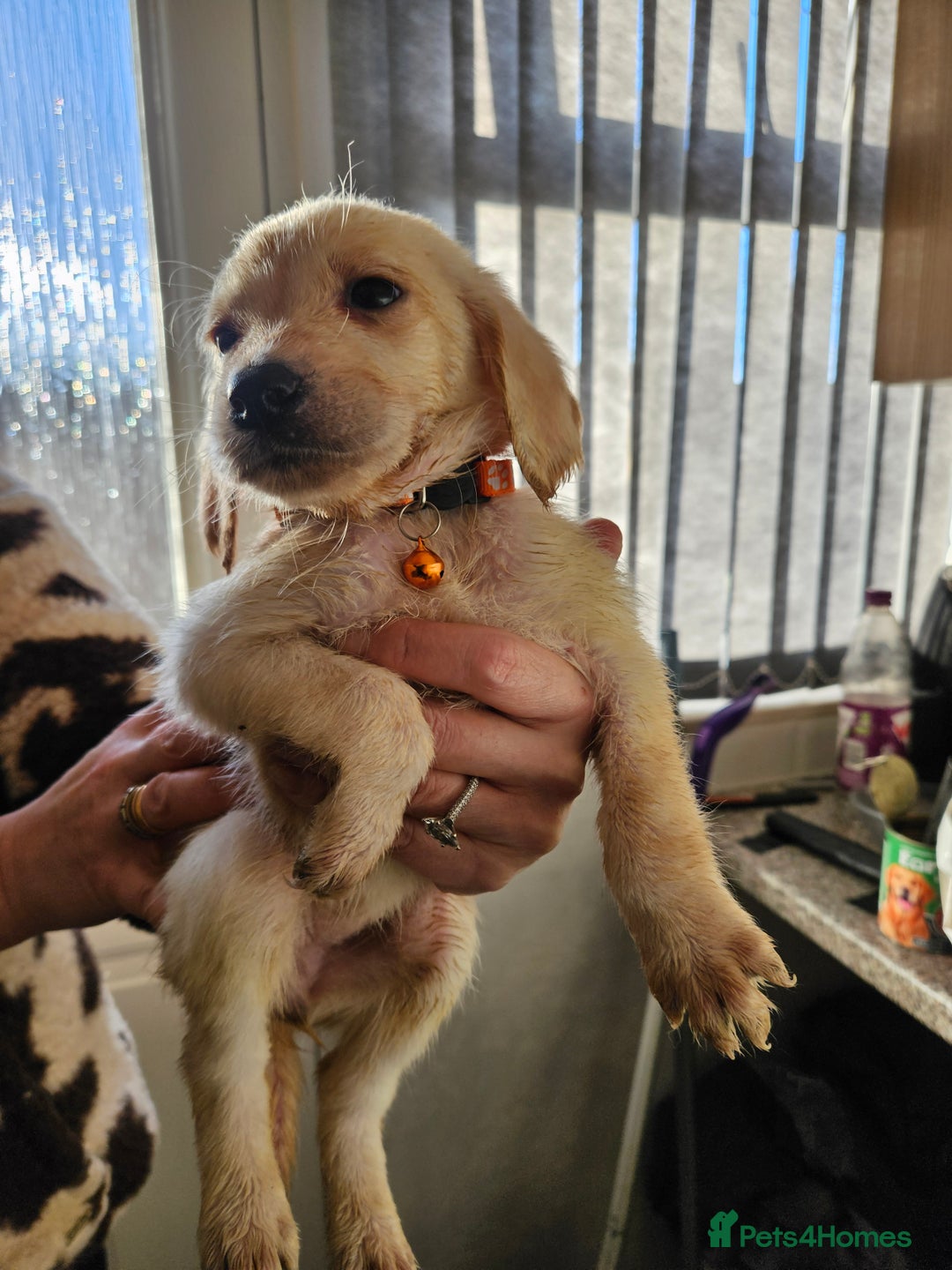 Labradoodle dogs for sale: 9 gorgeous labradoodles, red fox and cream - Advert 10