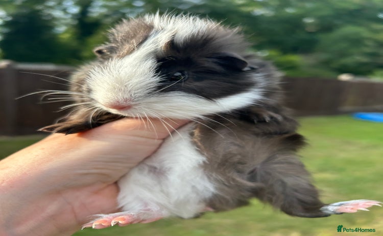 Guinea Pig rodents - Advert 9