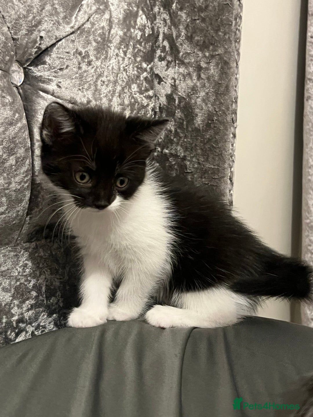 British Longhair cats for sale: Gorgeous fluffy kittens looking for forever home - Image 32