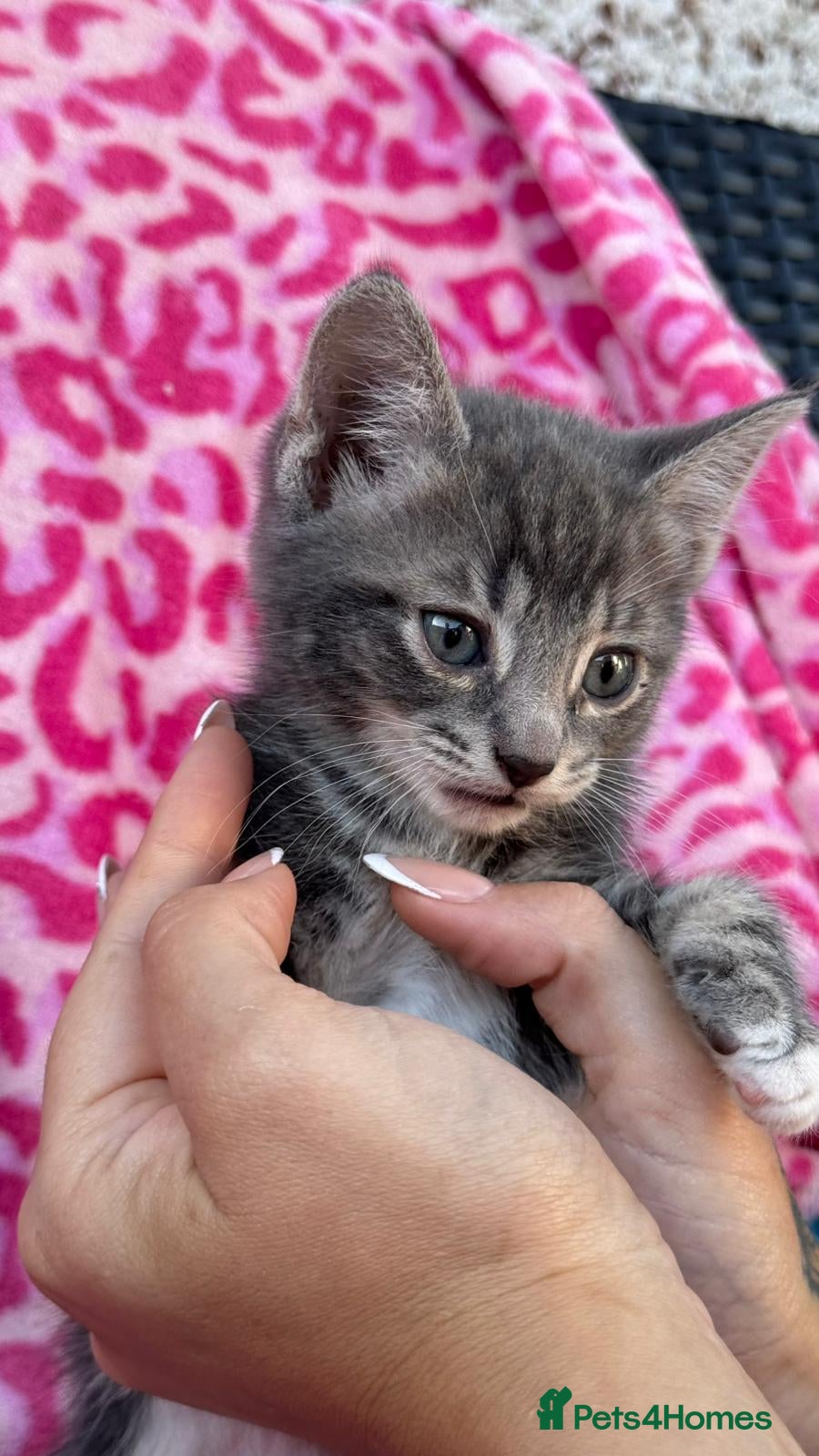 Mixed Breed cats Kittens - Advert 1