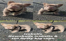French Bulldog dogs for sale: 2 fluffy French Bulldogs puppies left - Image 6