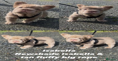 French Bulldog dogs - Advert 2