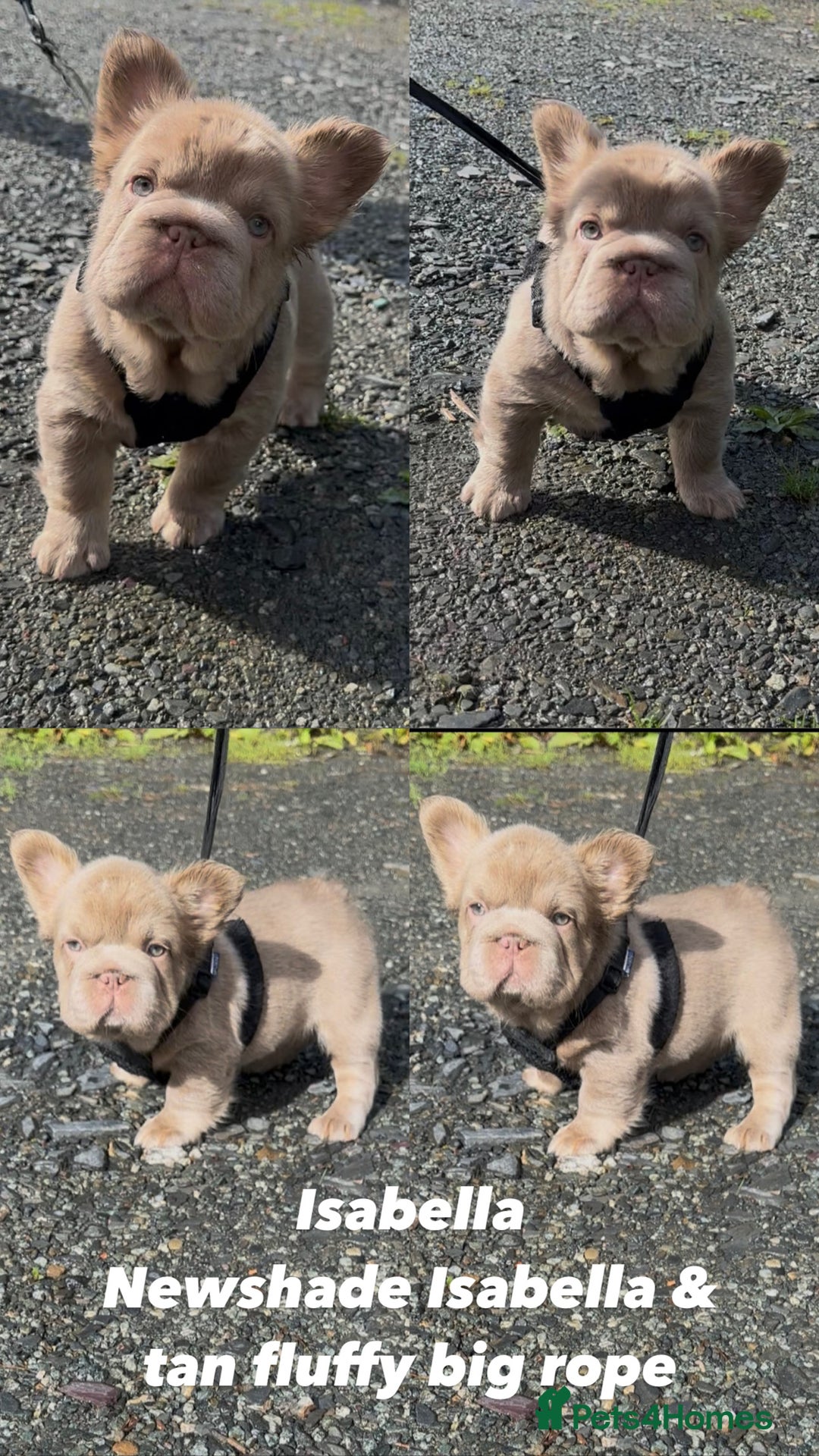 French Bulldog dogs for sale: 2 fluffy French Bulldogs puppies left - Image 6