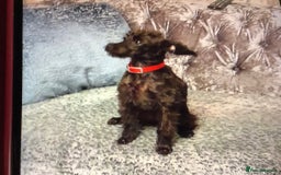 Mixed Breed dogs for sale: Adorable 11 month old crossed bitch for sale - Image 3