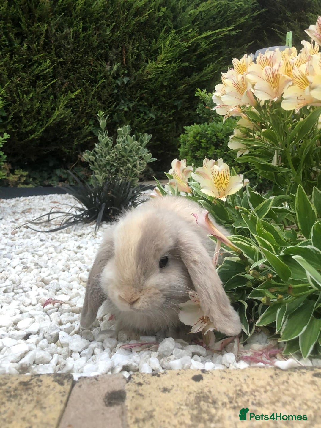 Mini Lop rabbits for sale: gorgeous friendly mini lops £75 - Image 6