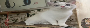 British Shorthair 2