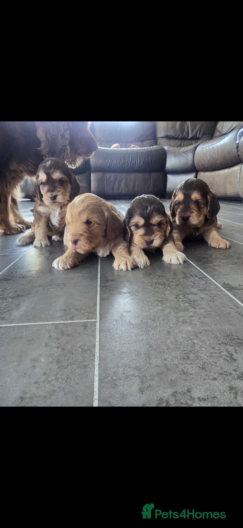 Cockapoo dogs SHOW F1 cockapoos licensed breeder. - Advert 1