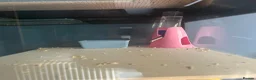 Hamster rodents for sale: Mochi  in Worthing - Advert 10