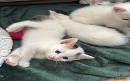 Mixed Breed cats for sale: 5 Adorable Fluffy White Playful Kittens  - Image 19