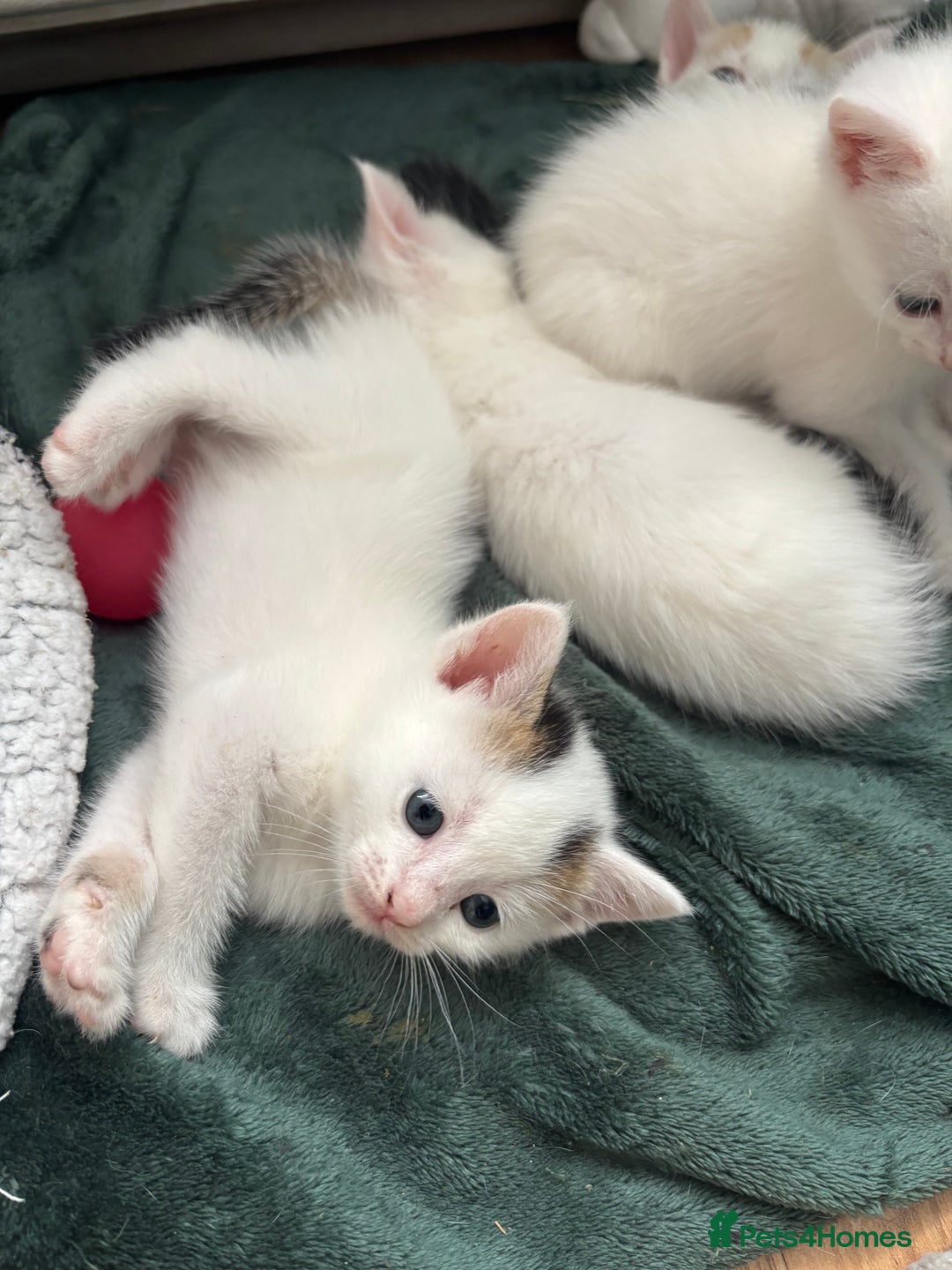 Mixed Breed cats for sale: 5 Adorable Fluffy White Playful Kittens  - Image 19