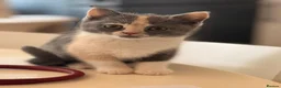 British Shorthair cats for sale:  Beautiful British Shorthair Kittens ✨🐾 - Advert 6