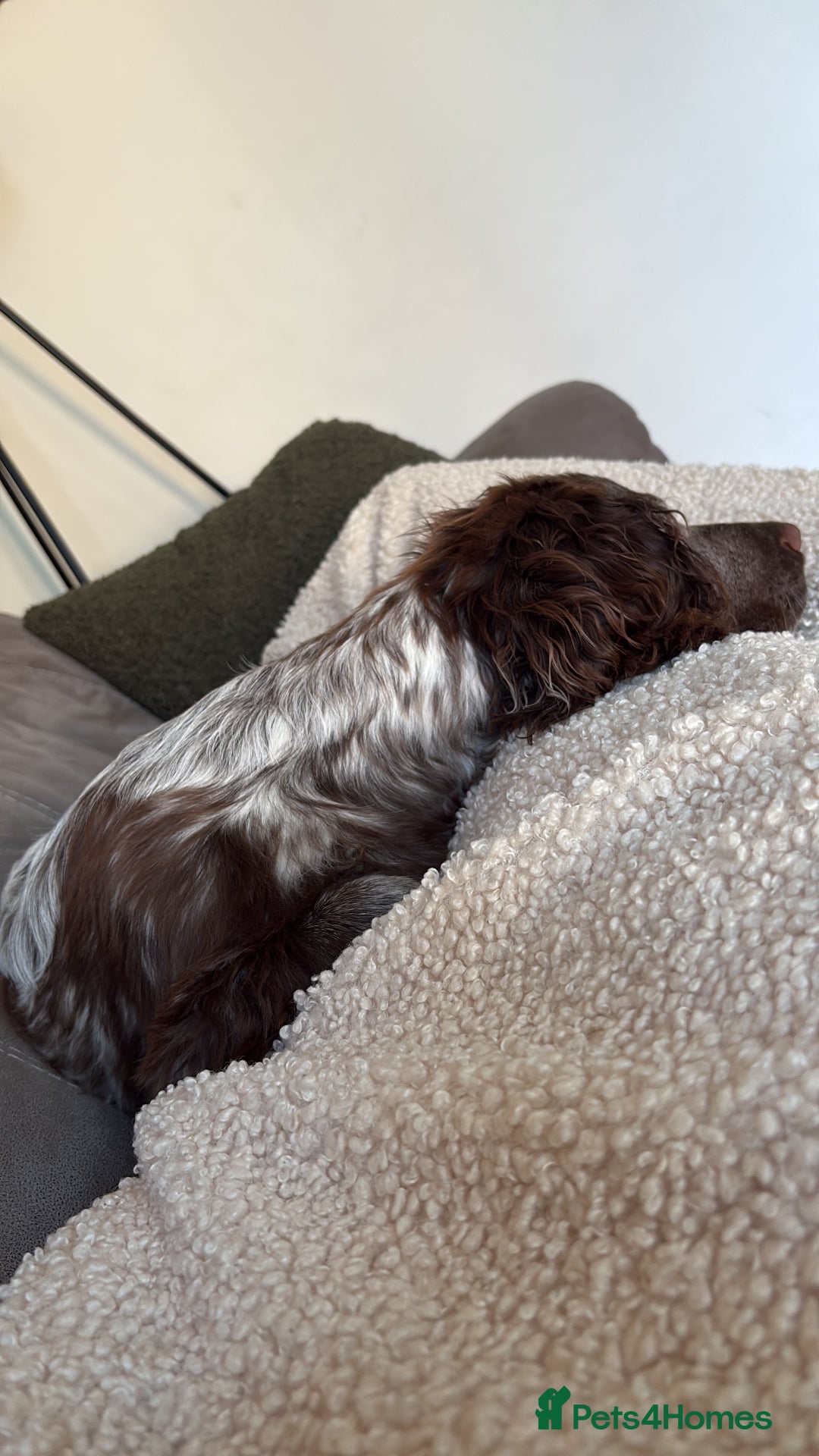 Cocker Spaniel dogs for sale: Cocker Spaniel  - Advert 3