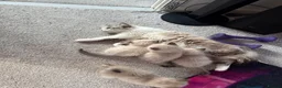 Siberian cats for sale: Hypoallergenic Siberian Neva Masquerade kittens - Advert 3