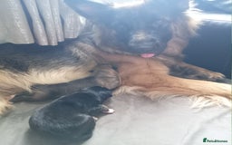 Shepsky dogs for sale: Gerberian Shepsky in Penzance - Image 5