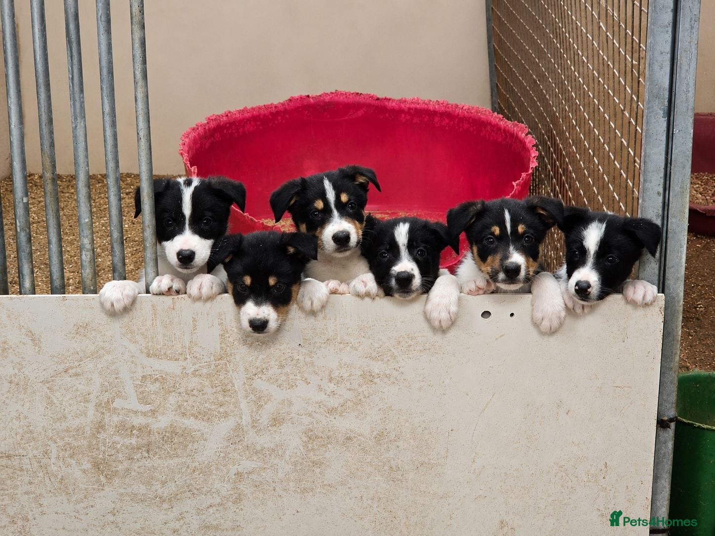 Border Collie dogs ISDS Tri and Black & White Border Collies - Advert 12