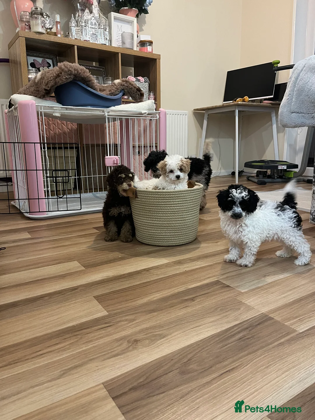 Toy Poodle dogs for sale:  Toy Poodles True To Size  - Advert 1