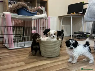 Toy Poodle dogs Toy Poodles True To Size - Advert 1