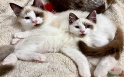 Ragdoll cats for sale: Gorgeous Ragdoll Boys - Affectionate & Ready Now - Image 5