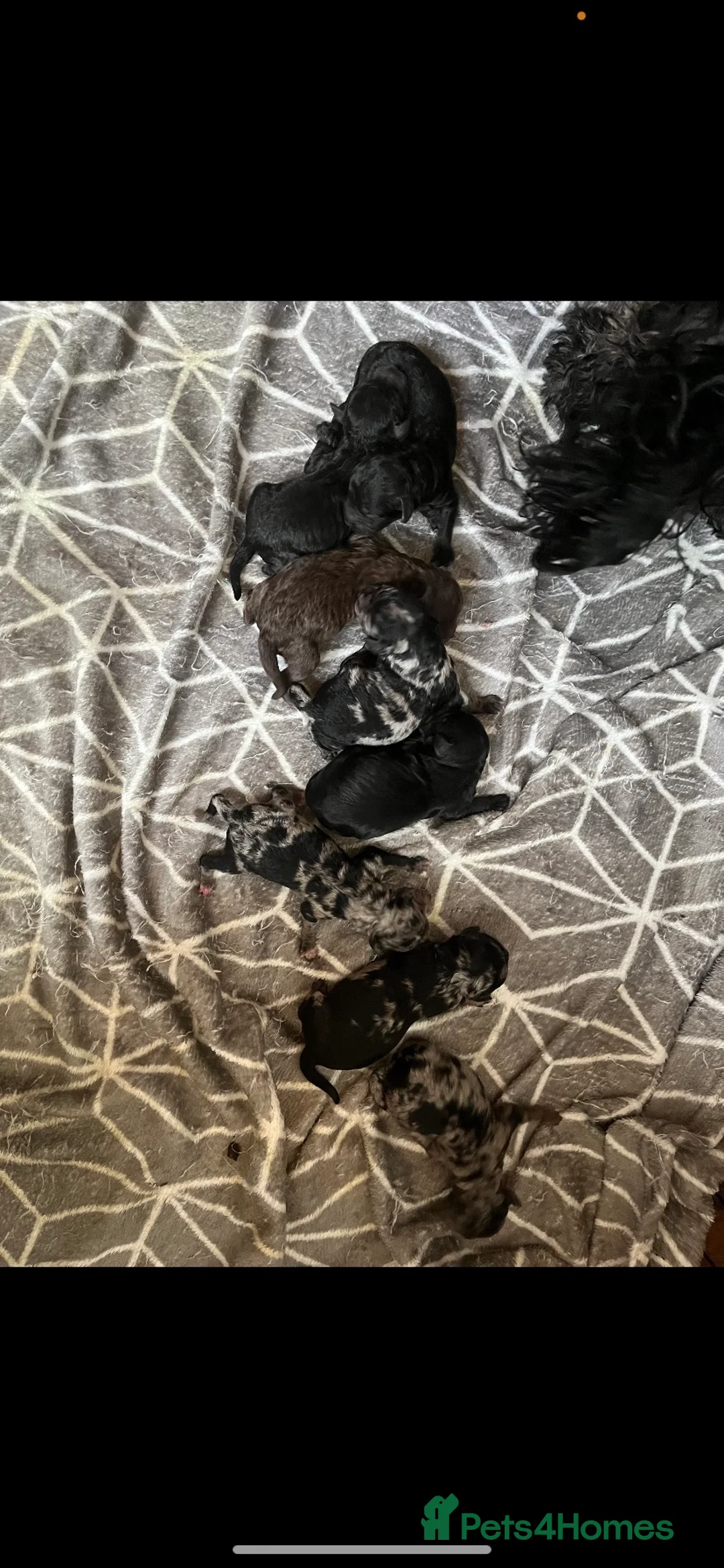 Miniature Poodle dogs for stud: Miniature poodle blue merle for stud in Bradford - Advert 9