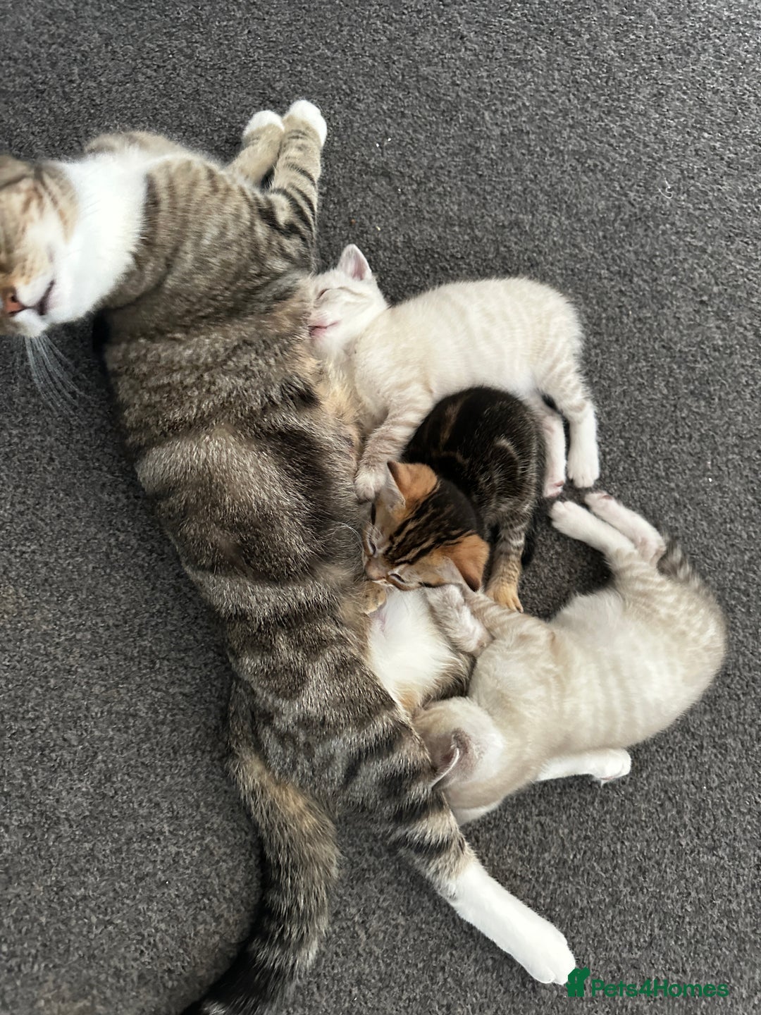 Siamese cats for sale: Beautiful blue eyed baby  - Image 4