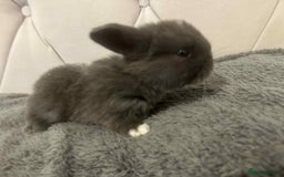 Mini Lop rabbits for sale: Mini lops for sale - Image 6