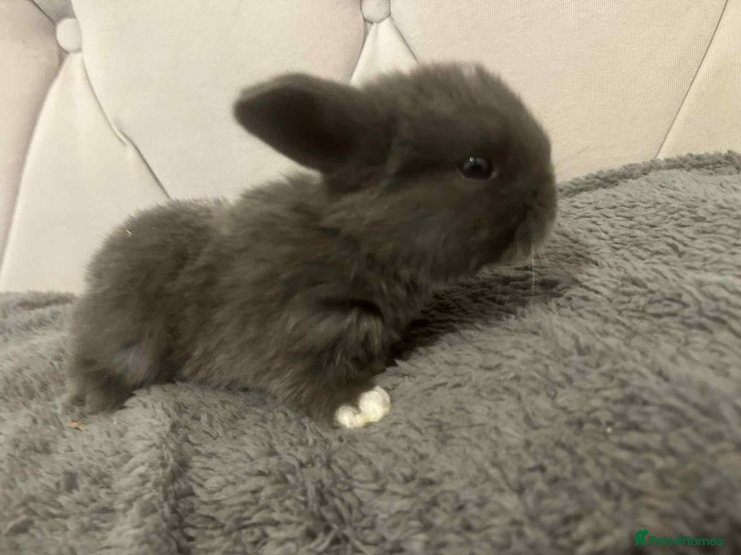 Mini Lop rabbits for sale: Mini lops for sale - Image 6