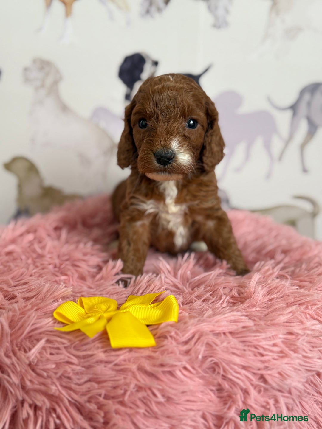 Cockapoo dogs for sale: F1 Cockapoo’s **fully DNA tested** - Image 9