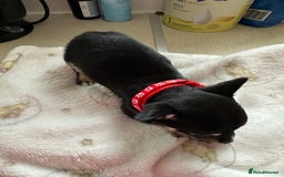Mixed Breed dogs for sale: Jack chi puppies - Image 5